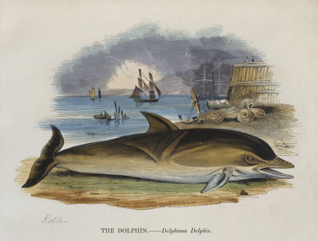 Delfín na břehu, 1823 (barevná rytina) od English School