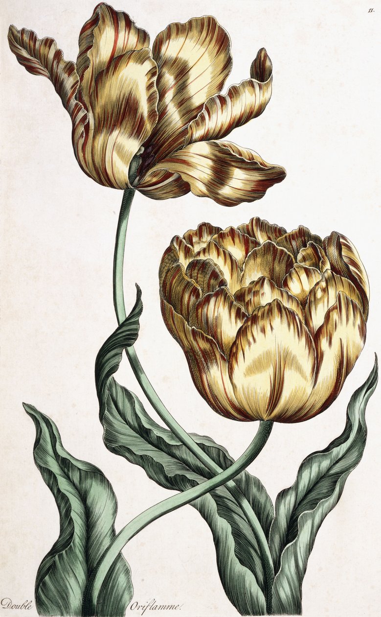 Double Oriflamme, 1759 od English School