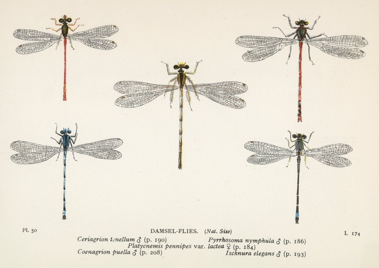 Vážky: Damsel-Flies (barevná litografie) od English School