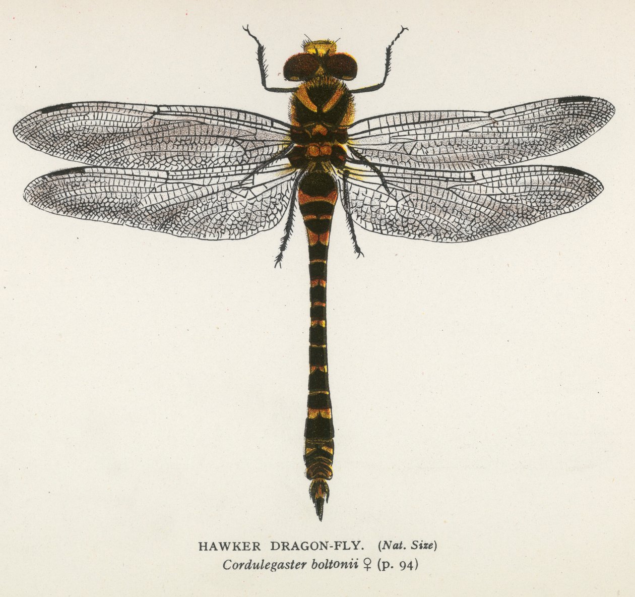 Vážky: Hawker Dragon-Fly (barevná litografie) od English School
