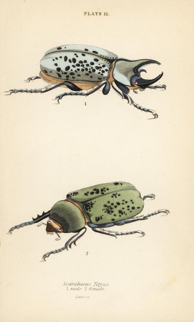 Brouk Hercules východní, Dynastes tityus, samec 1, samice 2 od English School