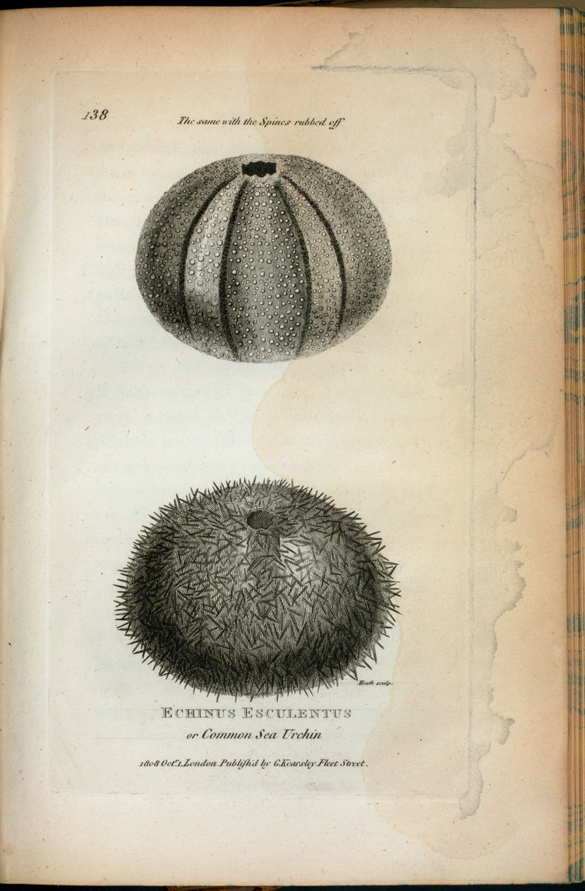 Echinus Esculentus nebo ježek obecný; Totéž s Spines setřel ze „Zoologických přednášek přednesených v Královské instituci v letech 1806 a 1807“ od George Shawa od English School