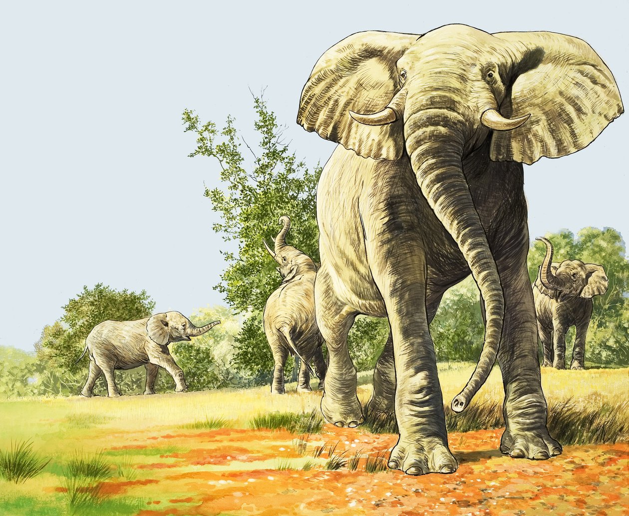Sloni v Africe, ilustrace z knihy "Říše divů přírody od English School
