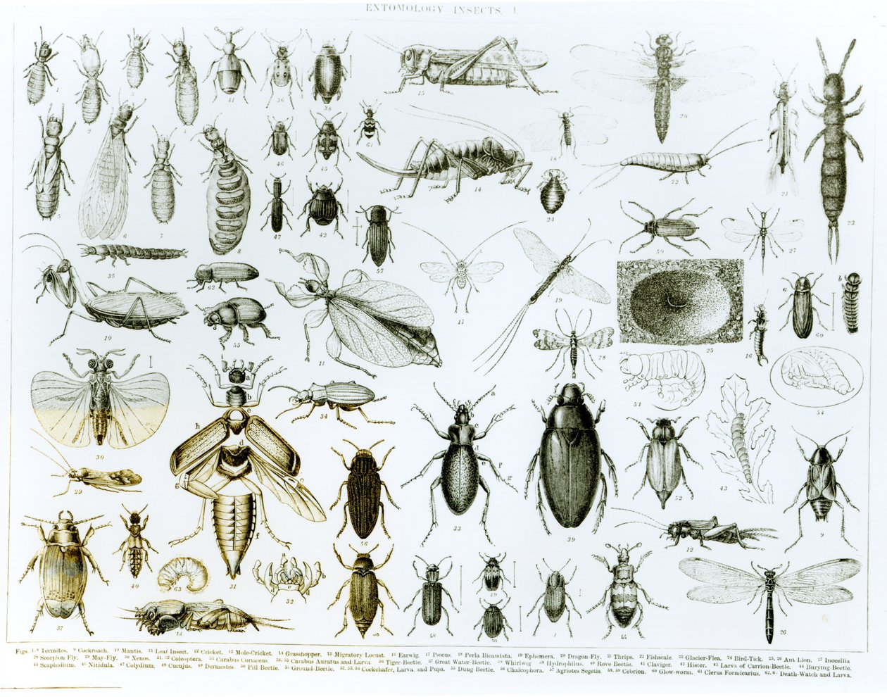 Entomologický hmyz (litho) (černobílá fotografie) od English School