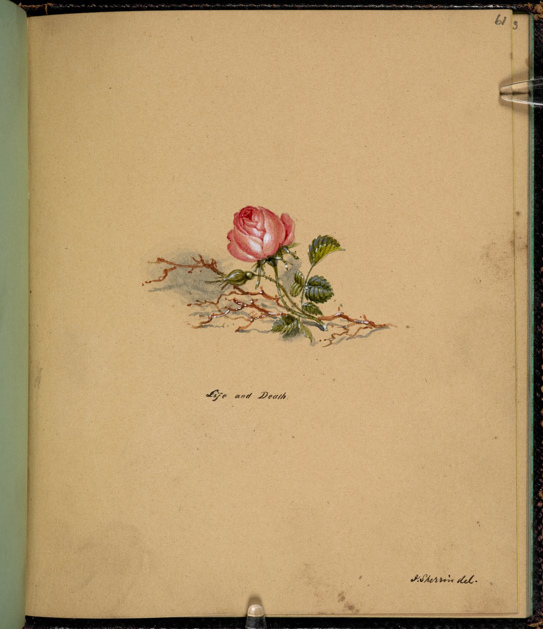 F. 61: Růže, Život a smrt, z „Knihy skic se scénami z příběhů Charlese Dickense“ (tužka a akvarel na papíře) od English School