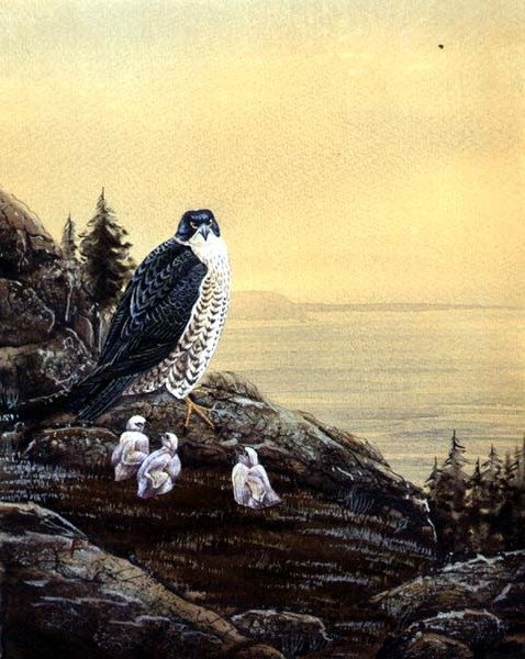 Falcon with its Chicks, c.1890 (akvarel na papíře) od English School