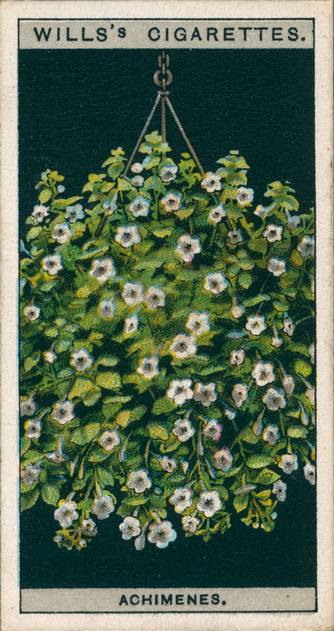 Pěstování květin v květináčích: Achimenes (chromolit) od English School