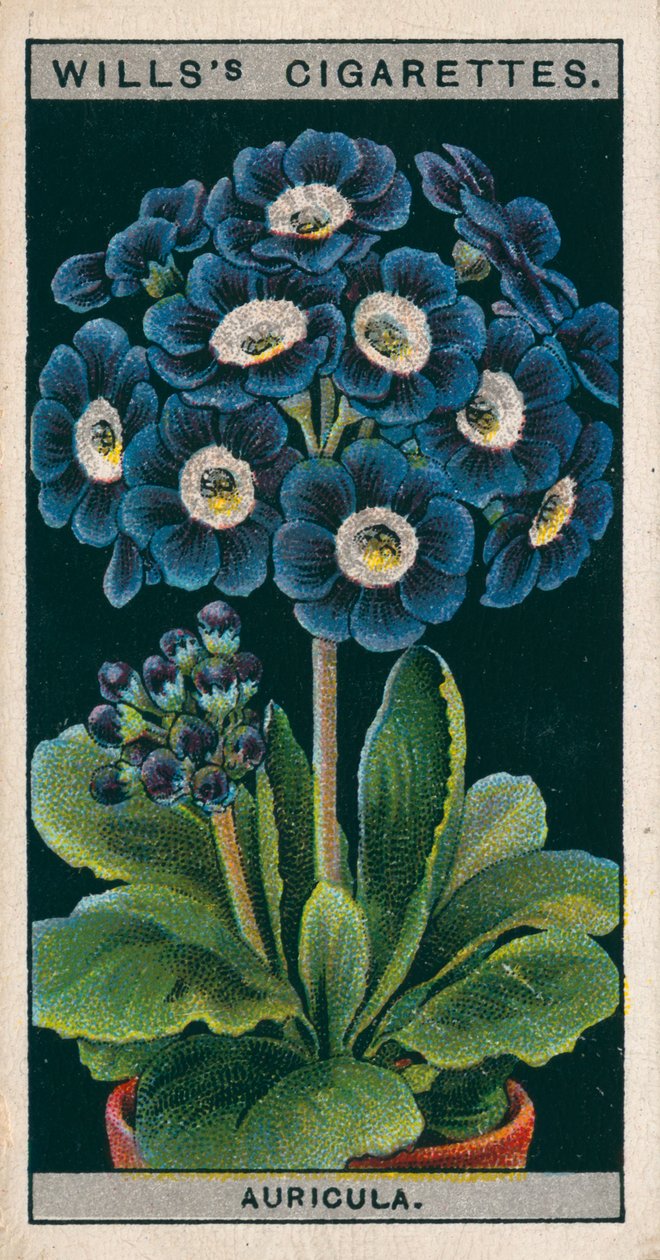 Pěstování květin v květináčích: Alpine Auricula (chromolit) od English School