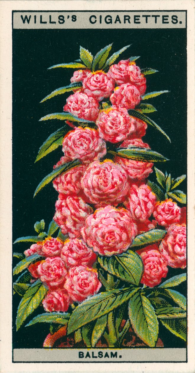 Pěstování květin v květináčích: (chromolitho) od English School