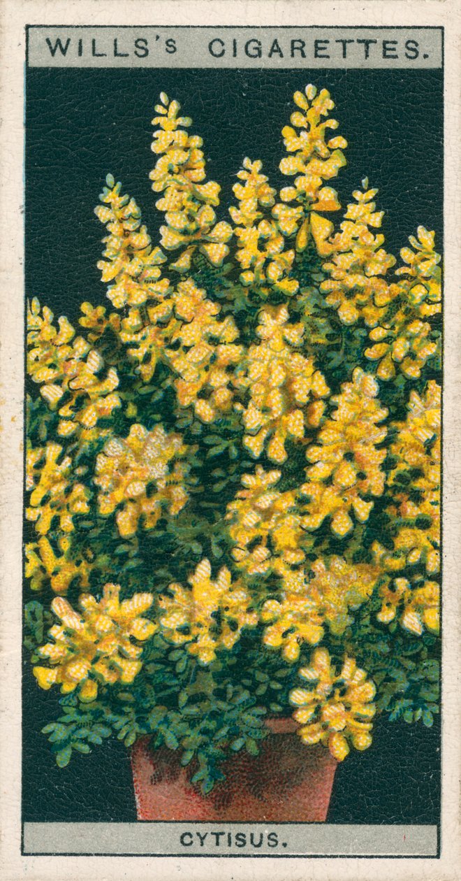 Pěstování květin v květináčích: Cytisus nebo Genista (chromolit) od English School