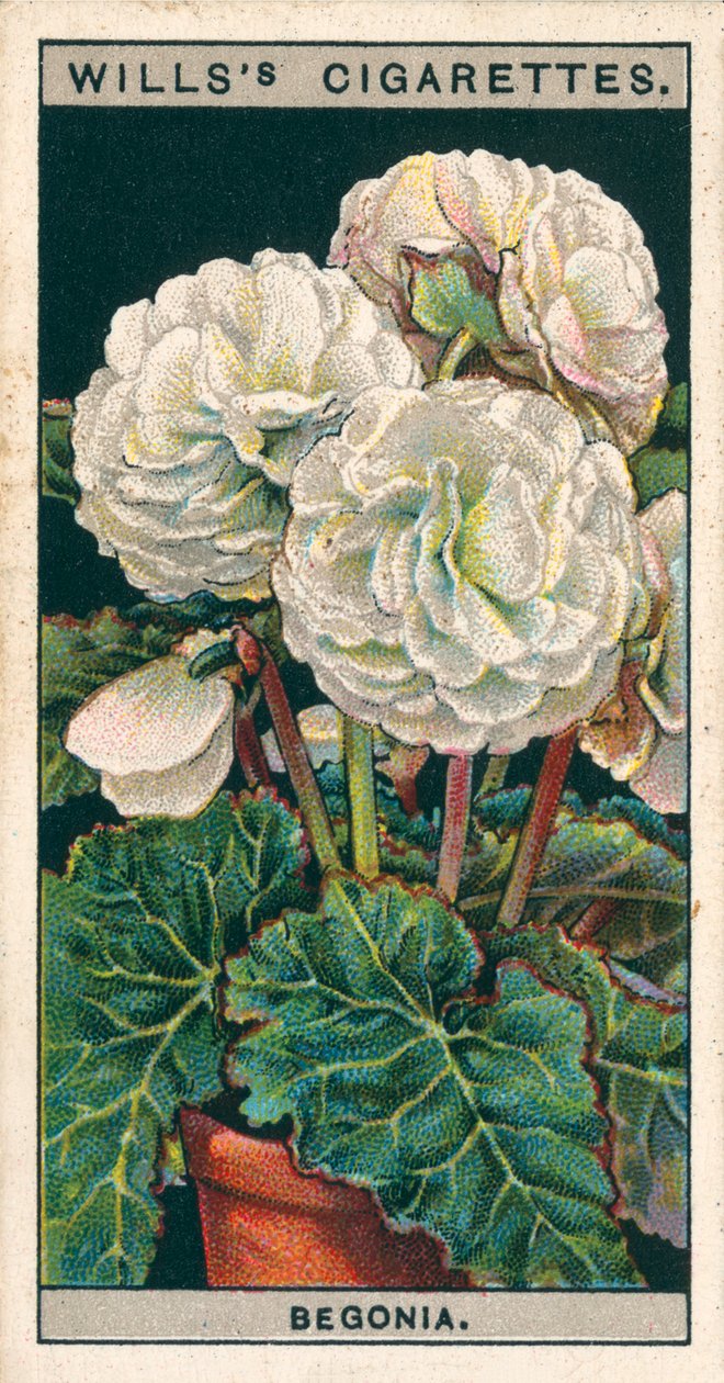 Pěstování květin v květináčích: Begonie s dvojitým hlízovitým kořenem (chromolitho) od English School
