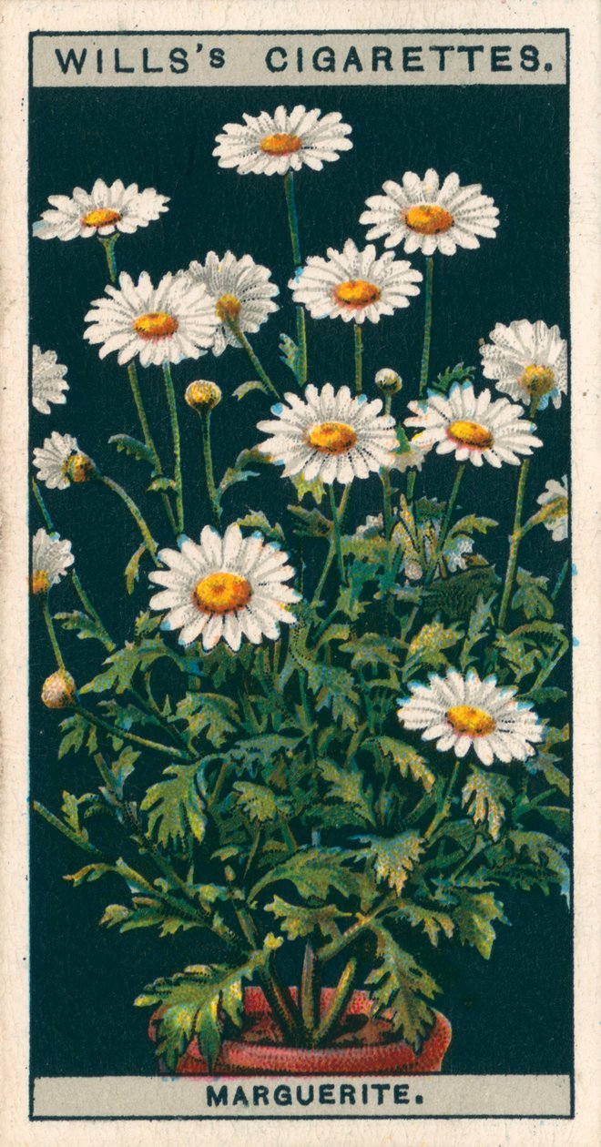 Pěstování květin v květináčích: Marguerite (chromolit) od English School