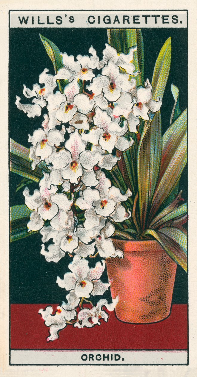 Pěstování květin v květináčích: Orchidej (chromolit) od English School