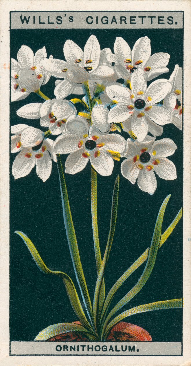 Pěstování květin v květináčích: Ornithogalum (chromolit) od English School