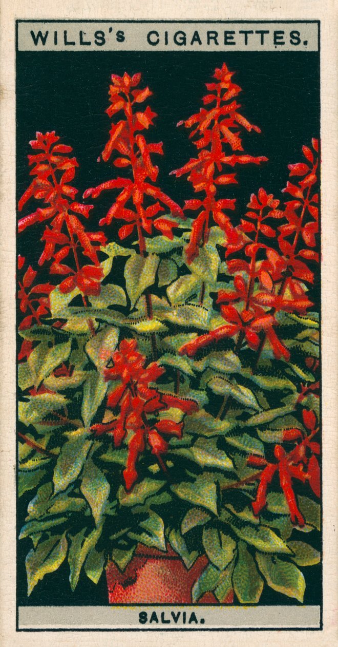 Pěstování květin v květináčích: Salvia (chromolit) od English School