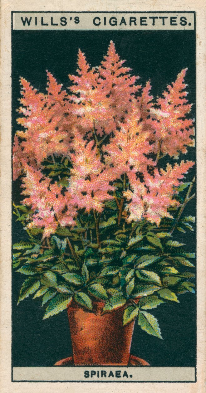 Pěstování květin v květináčích: Spiraea (chromolit) od English School