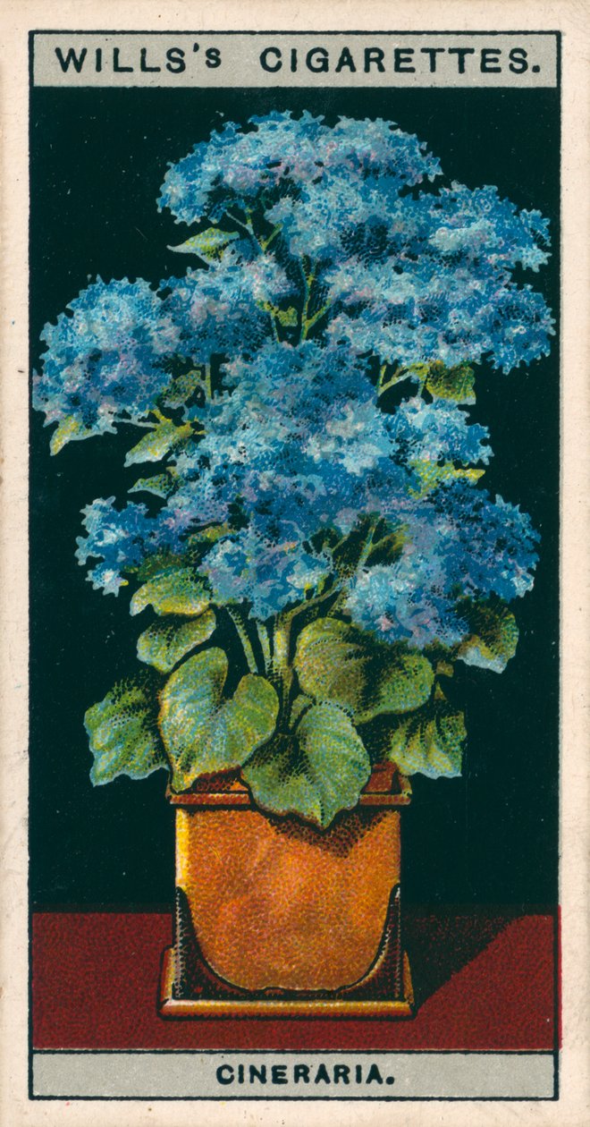 Pěstování květin v květináčích: Hvězda Cineraria (chromolitho) od English School