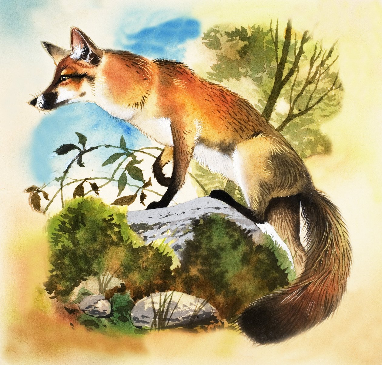 Fox od English School