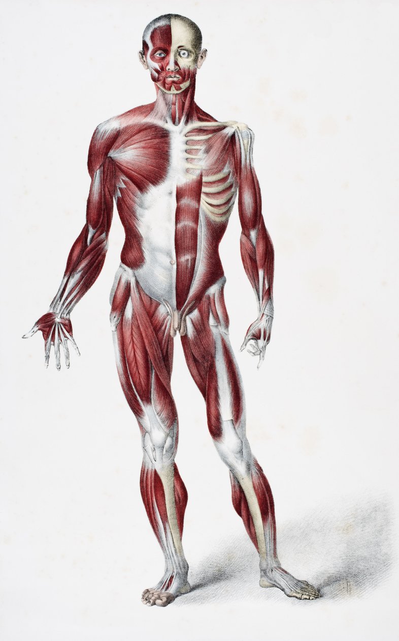 Přední strana mužského lidského těla zobrazující svaly, šlachy a kosti, z The Vessels of the Human Body, editovali Jones Quain a William Wilson, publikoval Taylor a Watson, Londýn v roce 1837 (barevně lit. od English School