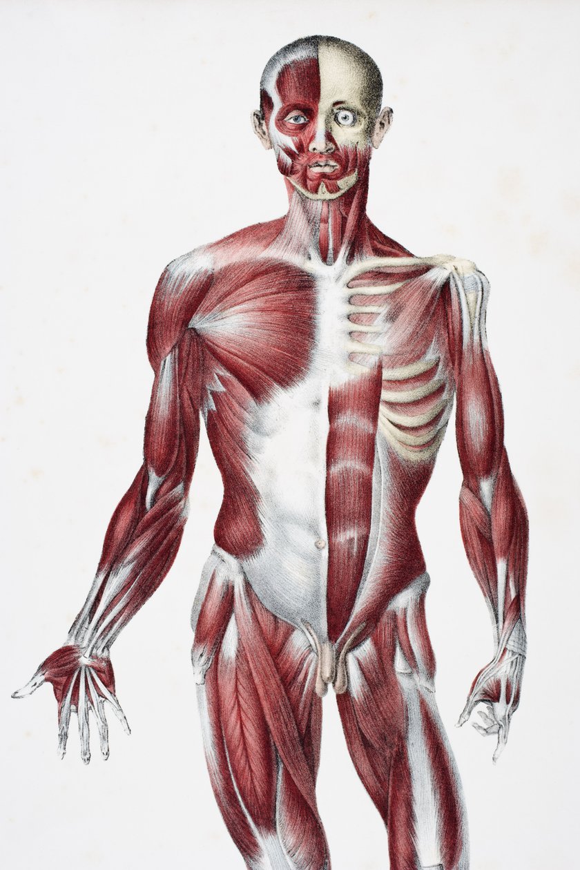 Přední strana mužského lidského těla zobrazující svaly, šlachy a kosti, z The Vessels of the Human Body, editovali Jones Quain a William Wilson, publikoval Taylor a Watson, Londýn v roce 1837 (barevně lit. od English School
