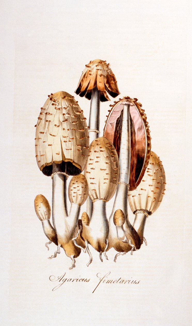 Houby: Agaricus fimelarius [běžný inkoustový uzávěr], ilustrace z Flora Londiniensis [Flowers of London] od Williama Curtise, vydáno 1777-98 (barevná rytina) od English School