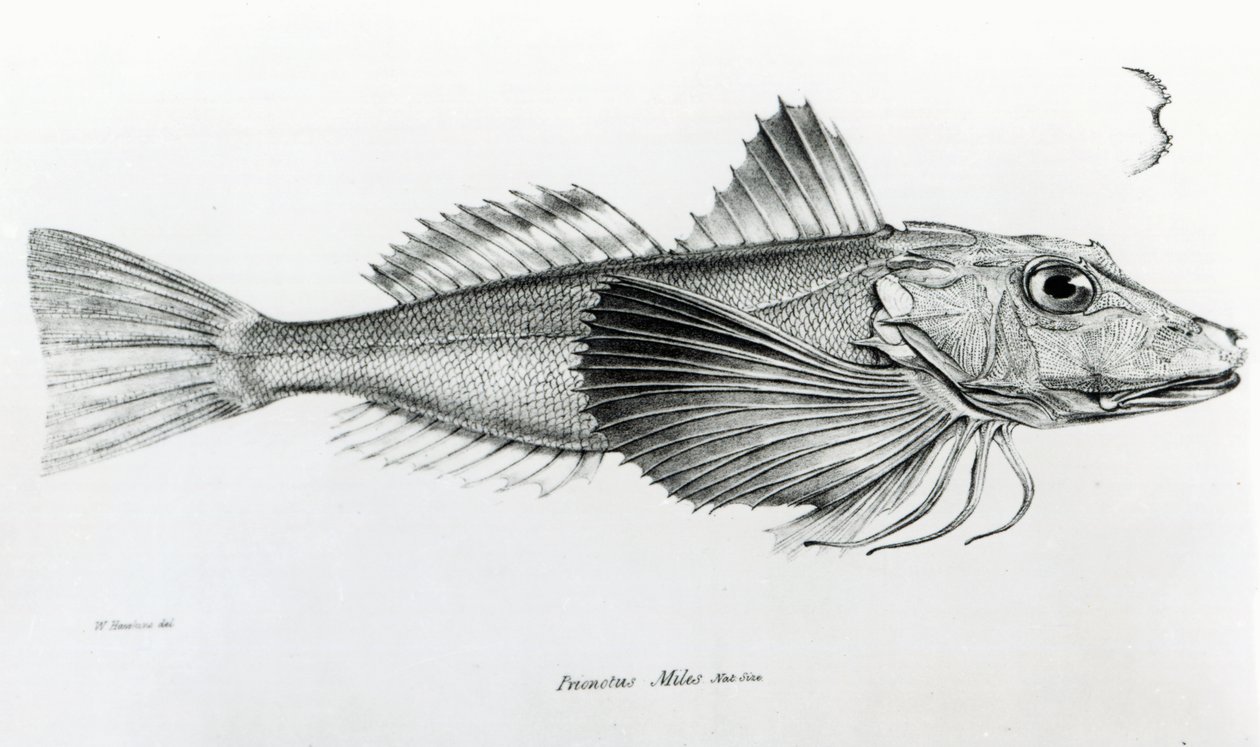 Galapágský Gurnard, deska 6 z „The Zoology of the Voyage of H.M.S Beagle, 1832-36“ od Charlese Darwina od English School
