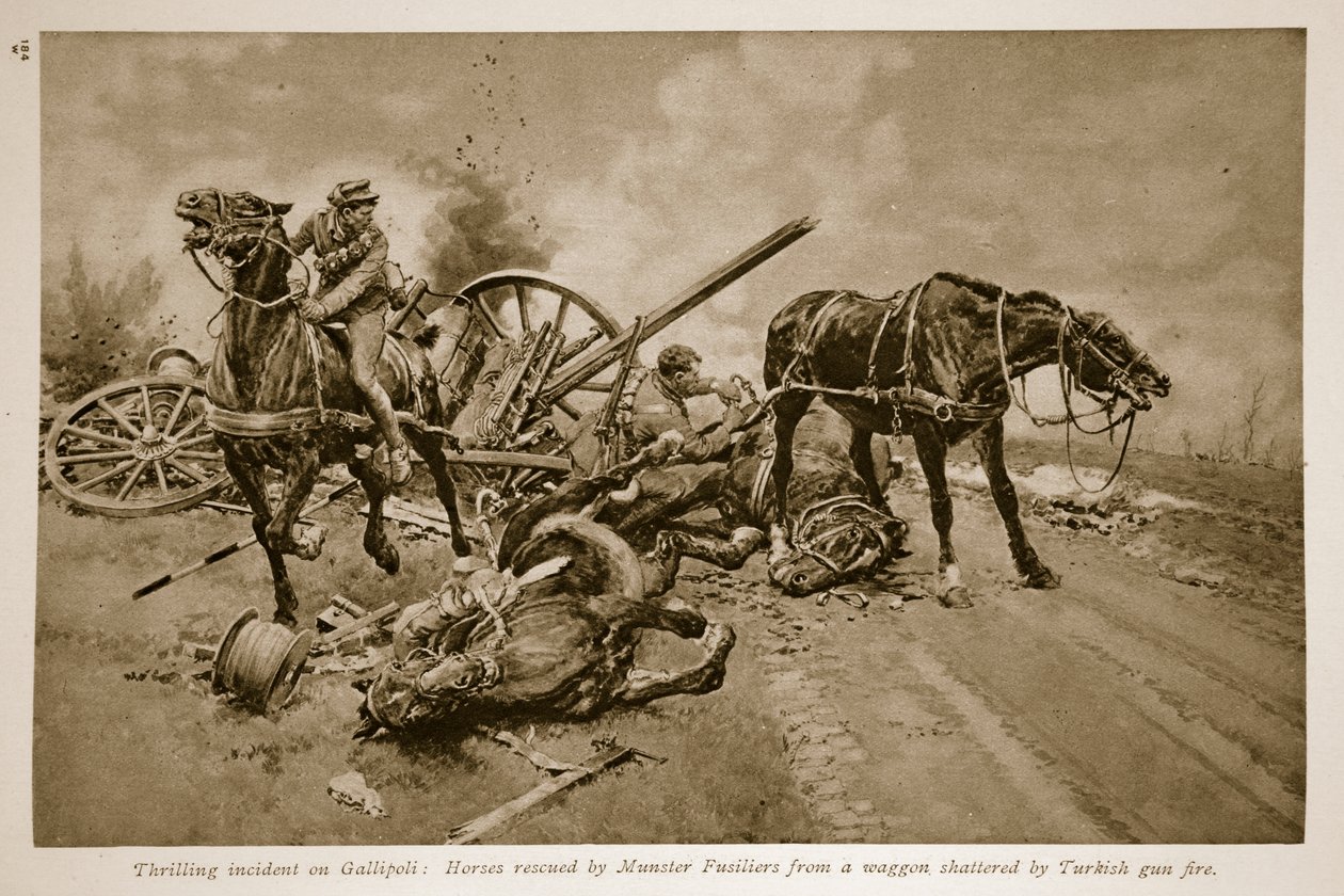Gallipoli: Koně zachránění munsterskými vojáky z vozu roztříštěného tureckou palbou, 1914-19 od English School