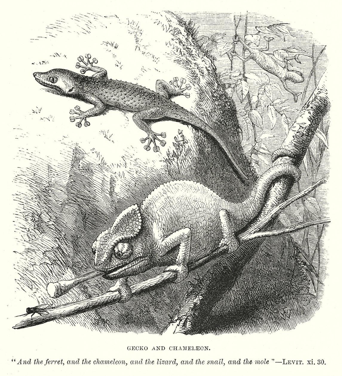 Gekon a chameleon (rytina) od English School