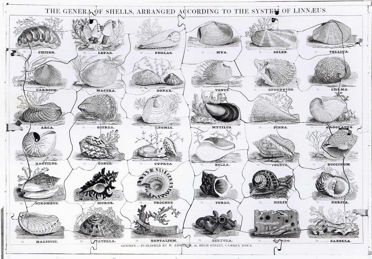 Skládačka Genera of Shells, hospoda. od W. Edwardse od English School