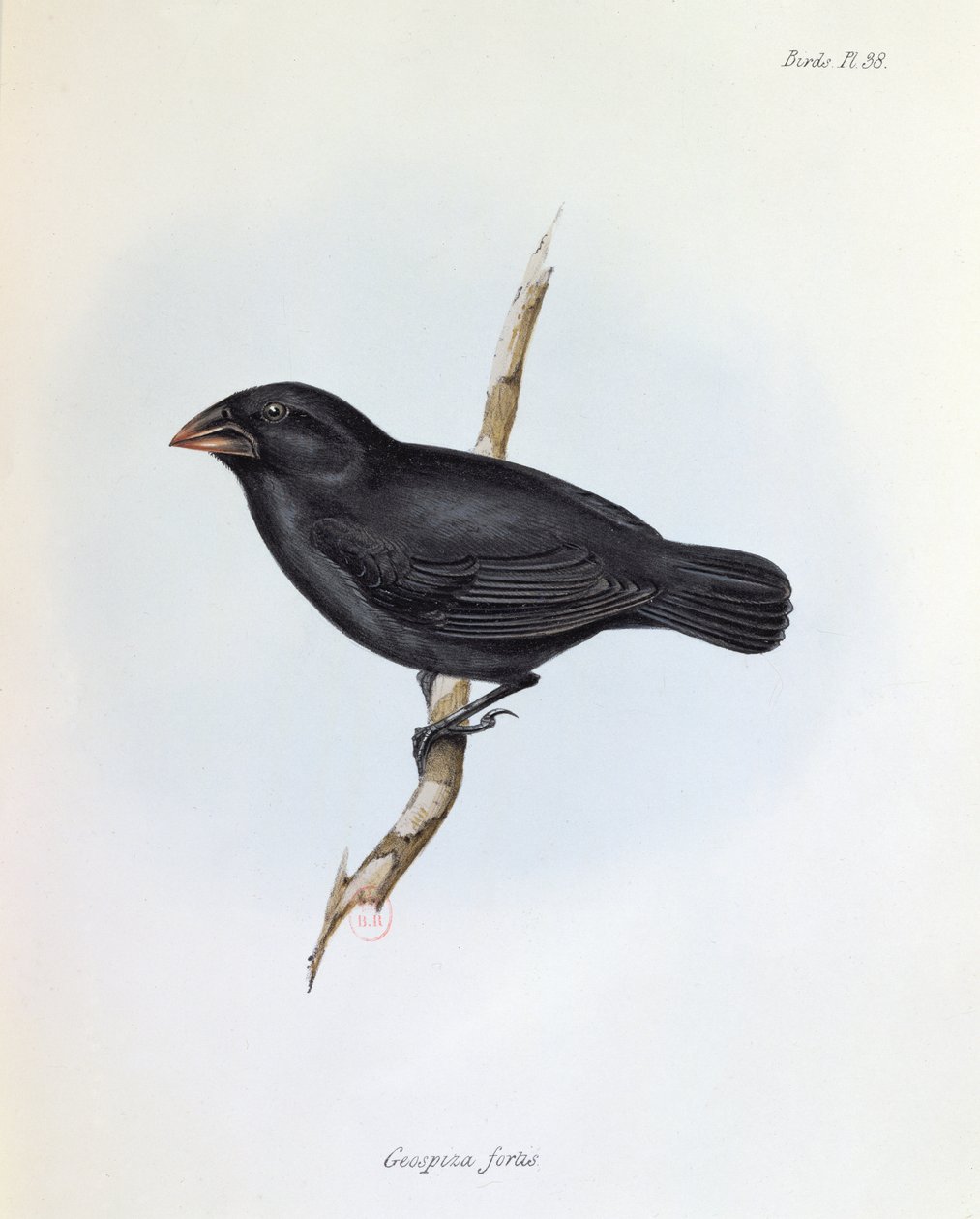 Geospiza Fortis, ilustrace z The Zoology of the Voyage of H.M.S. Bígl, 1832-36, Charles Darwin (1809-92), 1840 od English School