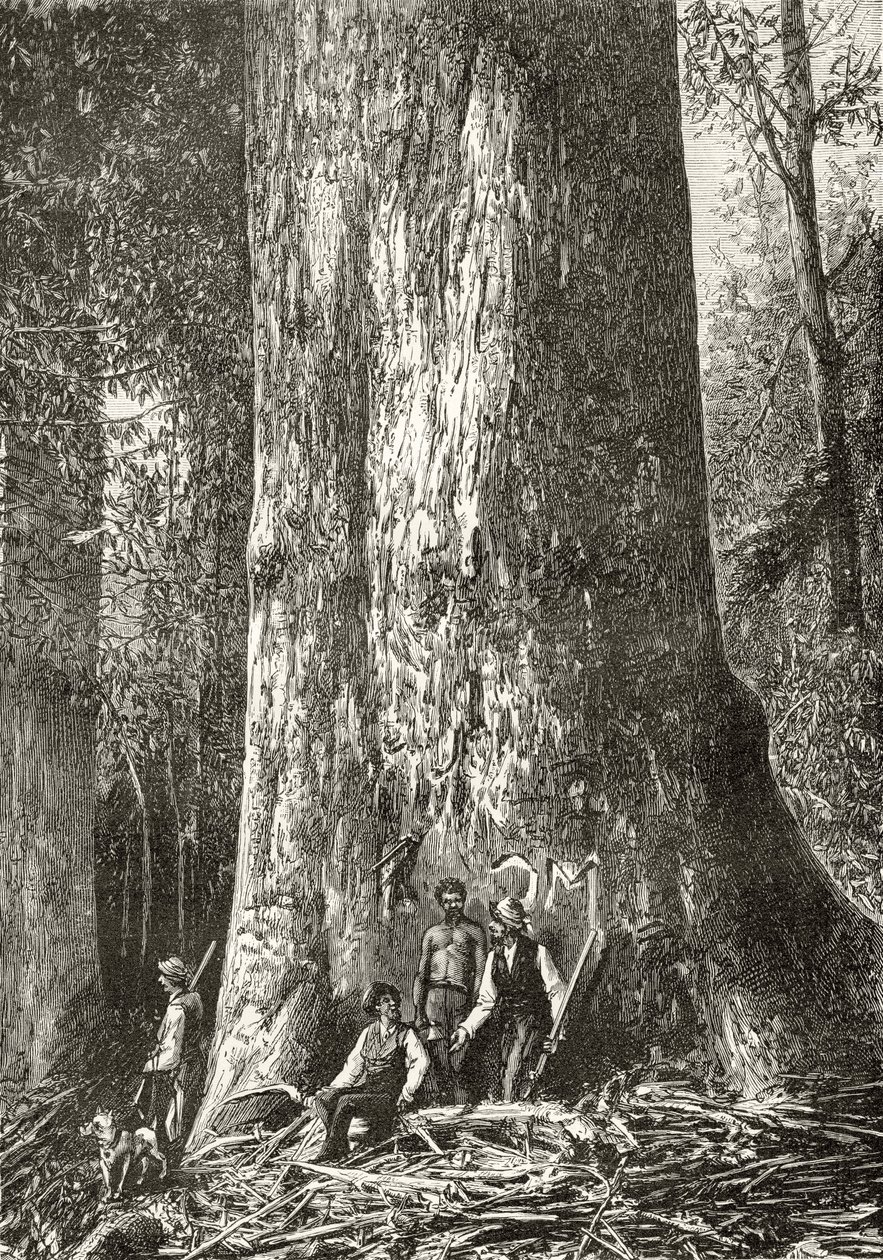 Giant Gum Tree, c.1880, z 
