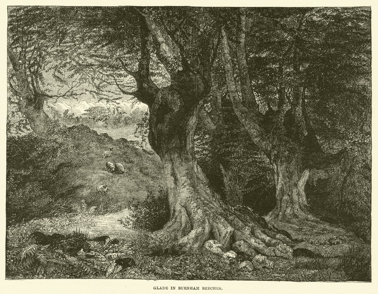 Glade in Burnham Beeches (rytina) od English School