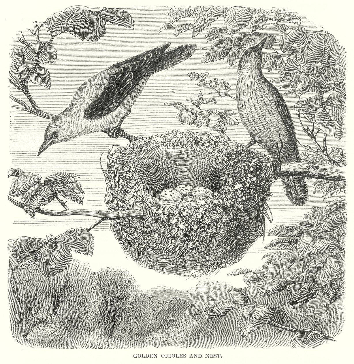 Golden Orioles (rytina) od English School