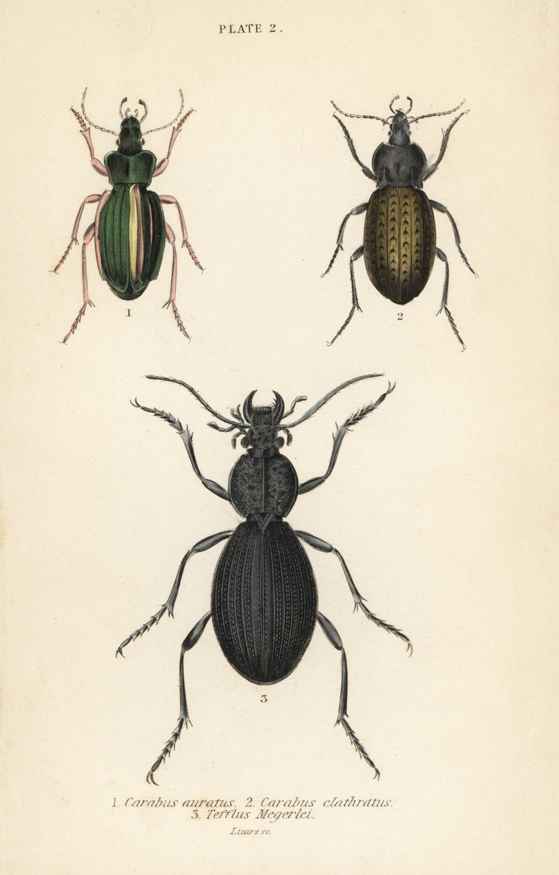Střevlík zlatý, Carabus auratus 1, střevlík, Carabus clathratus 2, a velký černý střevlík, Tefflus megerlei od English School