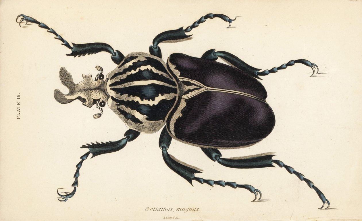 Goliath brouk, Goliathus goliatus (Goliathus magnus) od English School