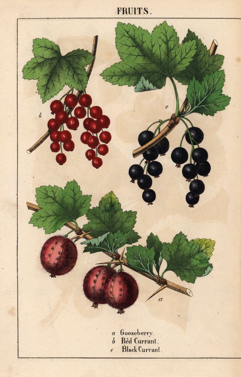 Plody angreštu, červeného a černého rybízu   , z „Poučné obrázkové knihy aneb lekce ze světa zeleniny“, [Charlotte Mary Yonge], Edinburgh od English School