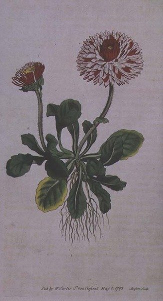 Great Double Daisy (Bellis perennis var. major flore pleno), deska 228 z Williama Curtise 