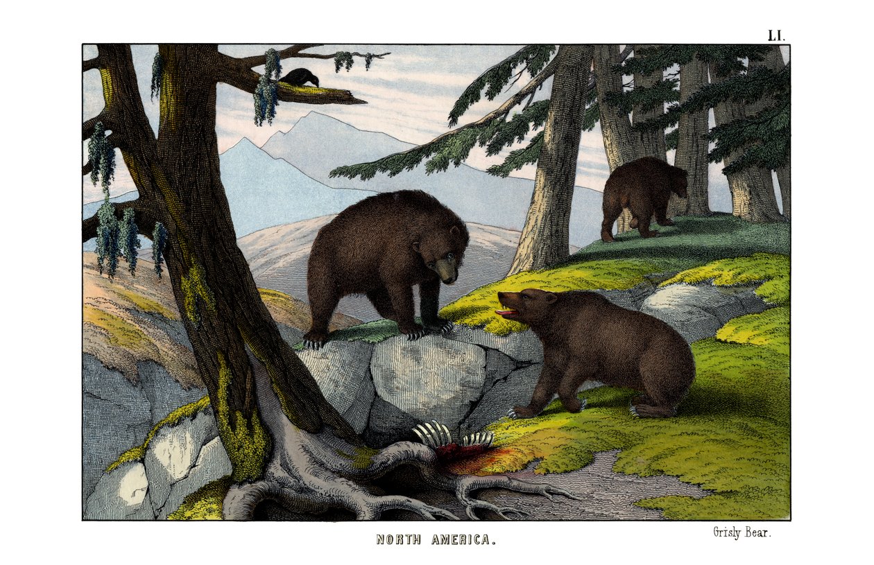 Grizzly od English School