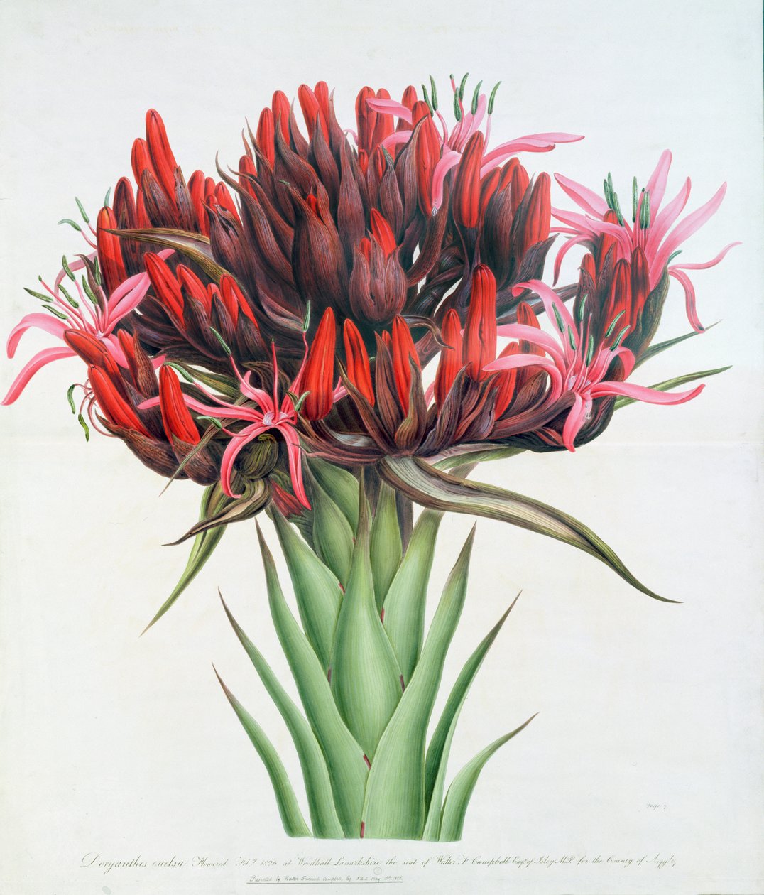 Gymea Lily, 1826 (wc na papíře) od English School