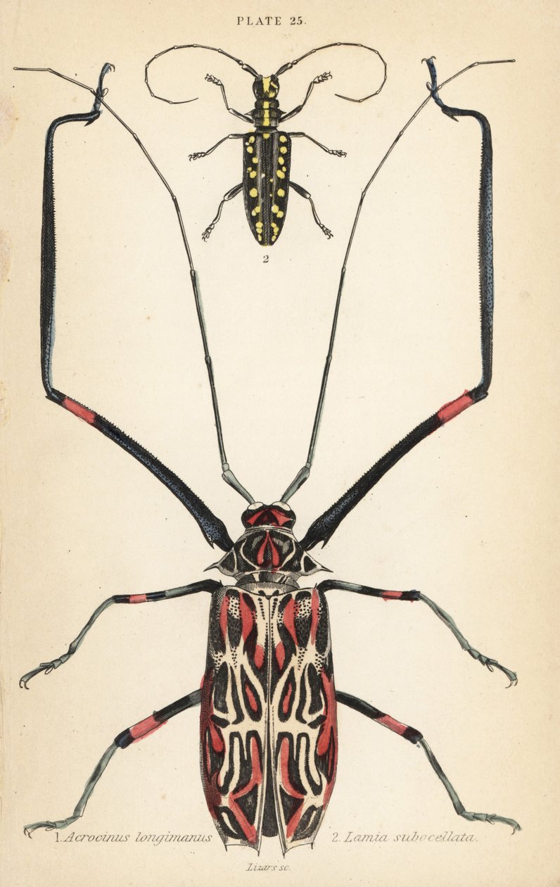 Brouk harlekýn, Acrocinus longimanus 1, a tesařík ploskočelý, Taeniotes subocellatus od English School