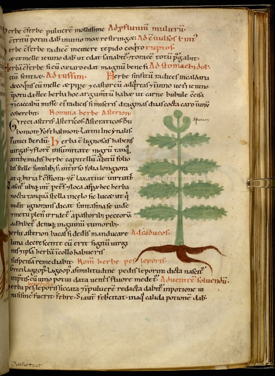 Harley 4986 fol. 20 The Herb Asterion (vellum) od English School