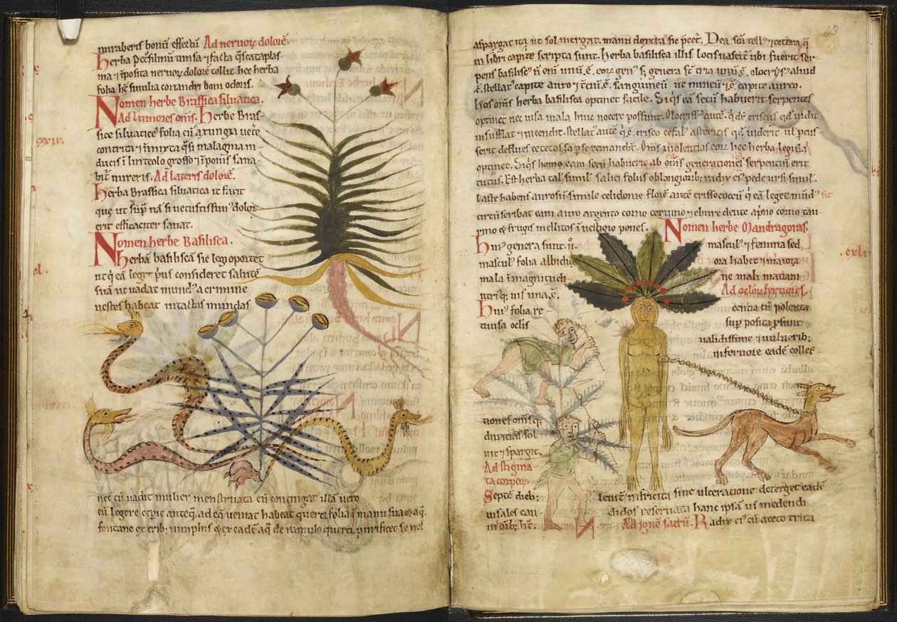 Harley MS 5294 ff.42v až 43r Stránky o bylinách z „Pseudo-Apuleius Complex“ (inkoust a barva na pergamenu) od English School