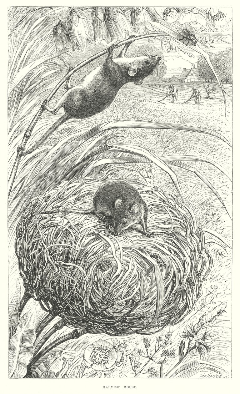 Harvest Mouse (rytina) od English School
