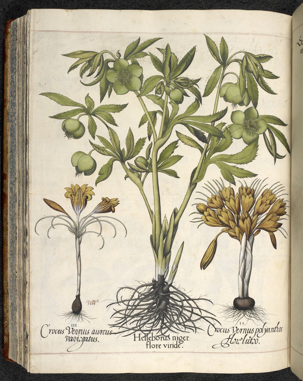 Helleborus Niger (čemeřice černá) z 