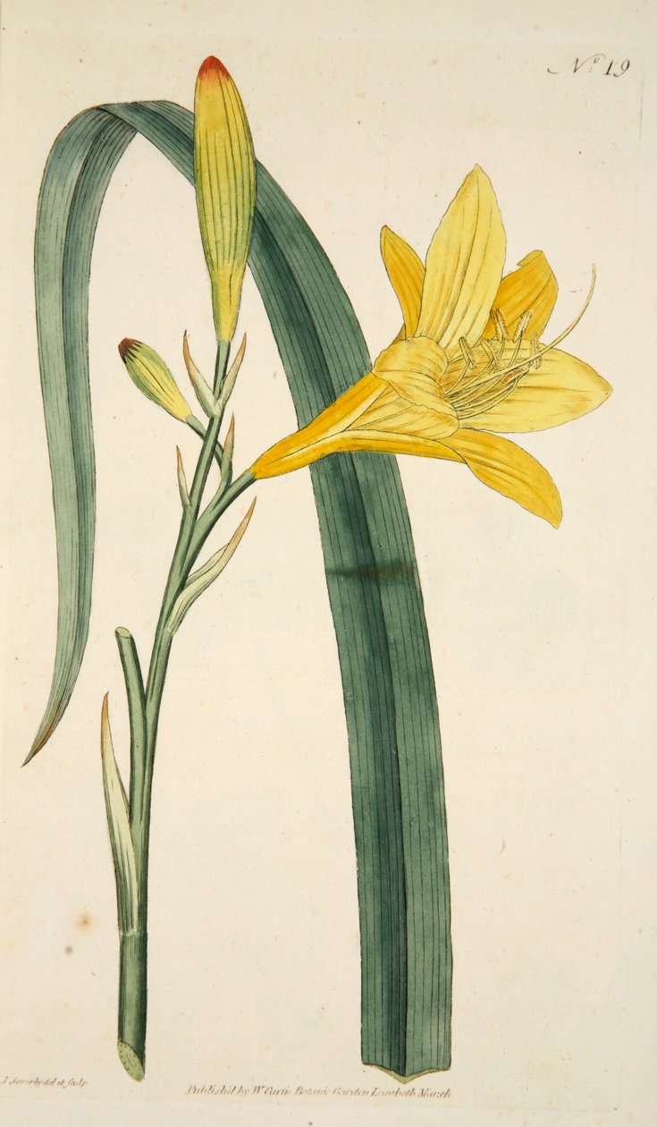 Hemerocallis Flava Yellow Day Lily, hospoda. 1796 ručně kolorovaná rytina. od English School