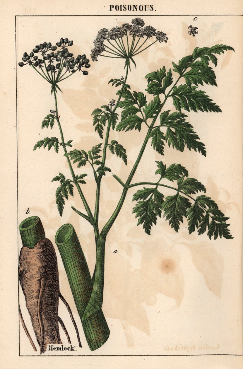 Hemlock nebo Conium maculatum   , z „Poučné obrázkové knihy aneb lekce ze světa zeleniny“, [Charlotte Mary Yonge], Edinburgh od English School