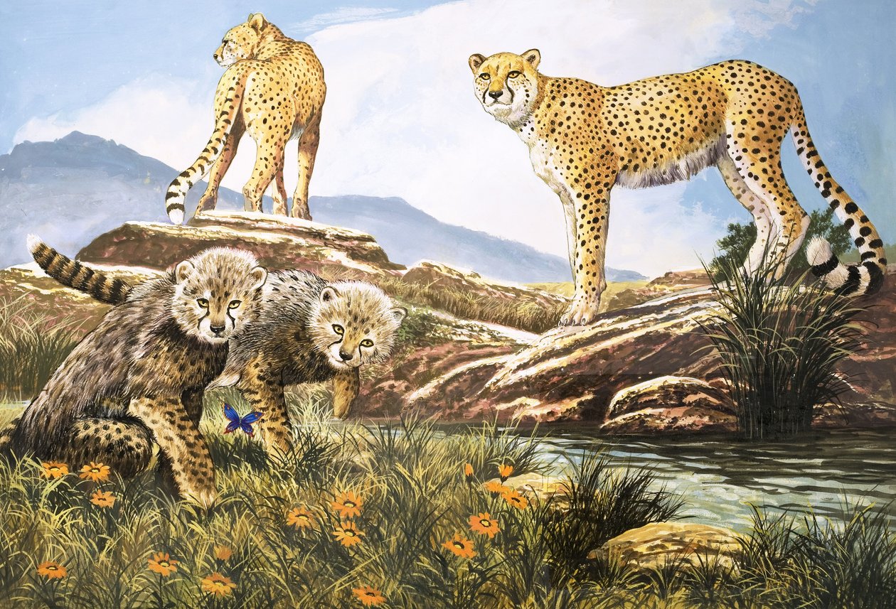 Rychlý lovec, gepard, ilustrace z knihy "Říše divů přírody" (kvaš na papíře) od English School