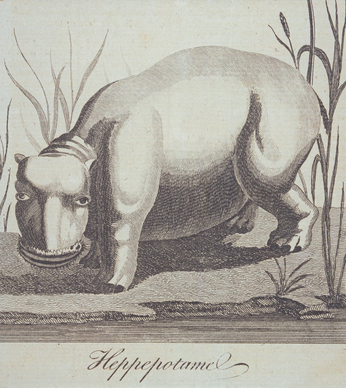 Hippopotamus z The Gentlemans Magazine, publikovaný v prosinci 1772 od English School