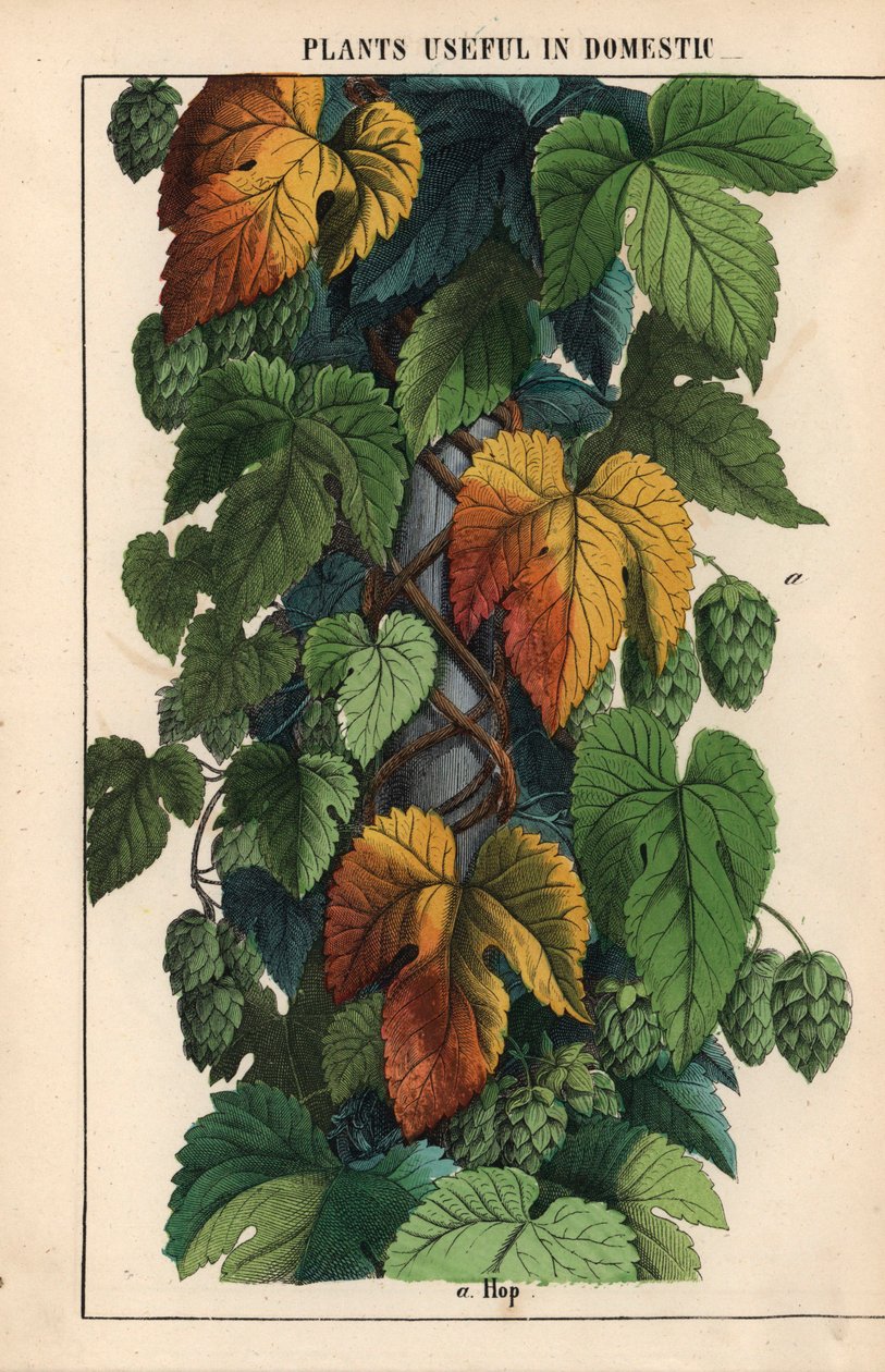 Chmel, se zeleným ovocem  , z „Poučné obrázkové knihy aneb lekce ze světa zeleniny“, [Charlotte Mary Yonge], Edinburgh od English School