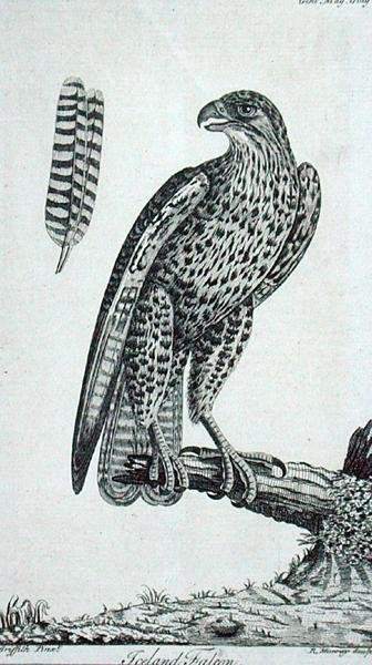 Island Falcon (Falcon Rusticolus), z 
